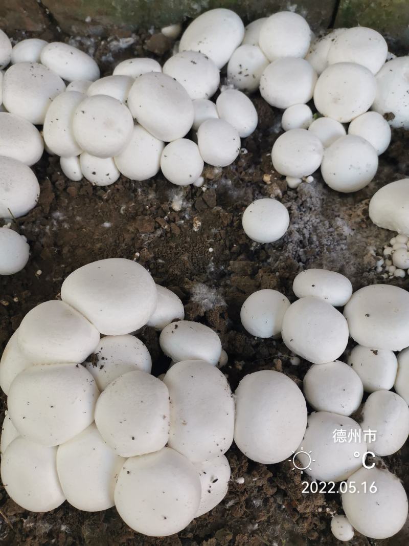 双孢菇菌种，出菇包，新方式新法栽培技术