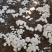 双孢菇菌种，出菇包，新方式新法栽培技术