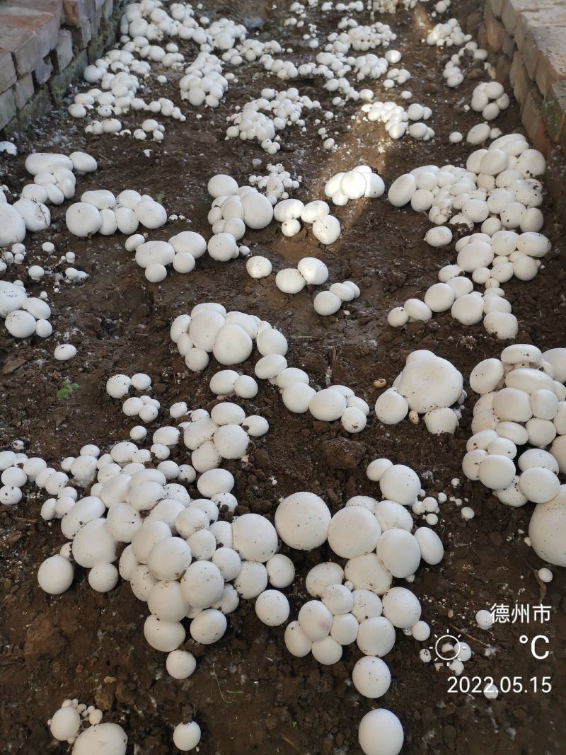 双孢菇菌种，出菇包，新方式新法栽培技术