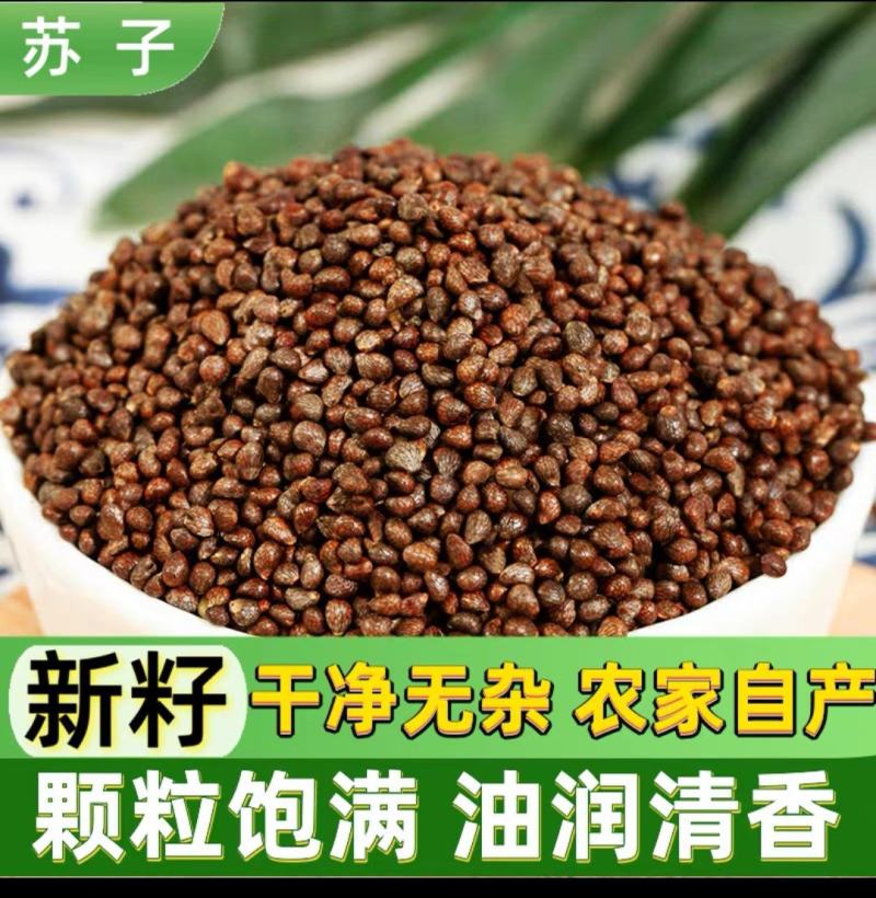 新货生紫苏籽粒500g东北特产新鲜紫苏子食用烧烤调料麻籽