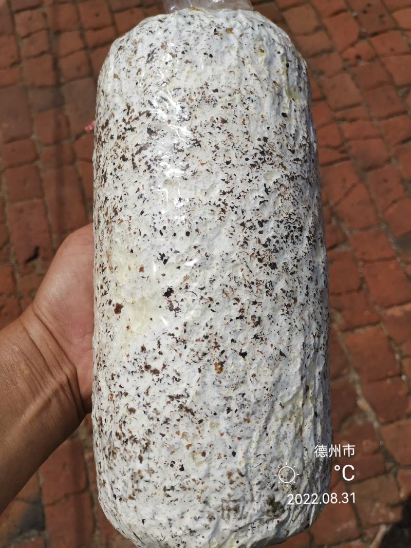 平菇菌种，**纯玉米芯生料栽培技术一斤鲜平菇成本六毛