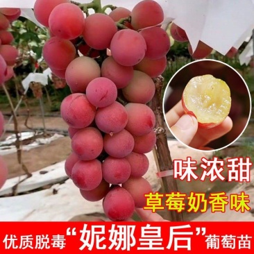 妮娜皇后葡萄苗夏黑3309占木101-14奶香浓甜现挖