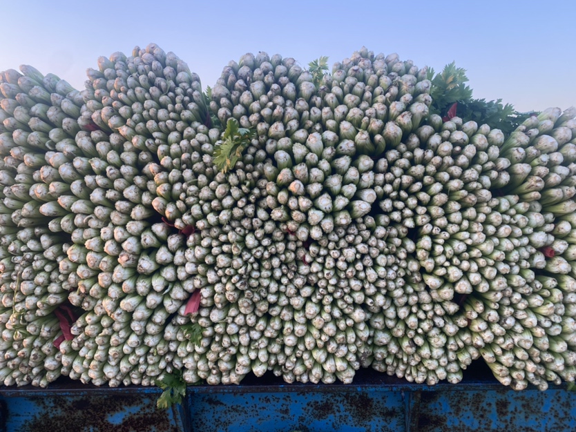 芹菜与大枣的原材料展示
