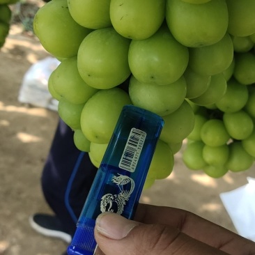 辽宁巨峰葡萄，红提，晴王供应链