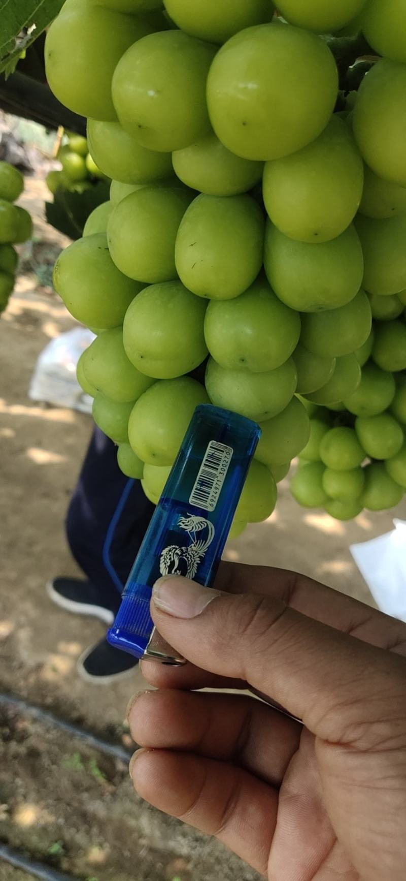辽宁巨峰葡萄，红提，晴王供应链