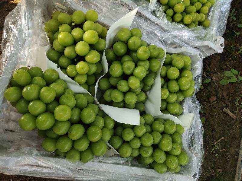 辽宁巨峰葡萄，红提，晴王供应链