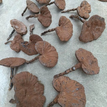 江西紫灵芝批发灵芝长脚带孢子粉黑灵芝