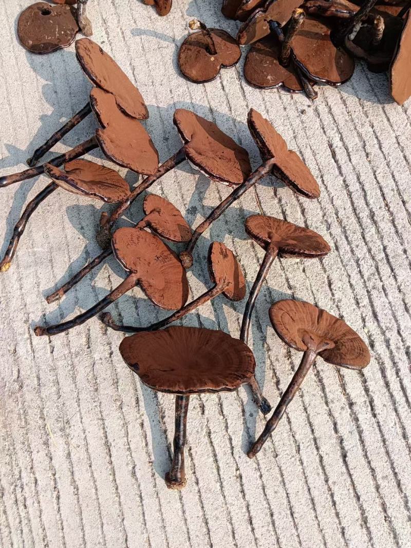 江西紫灵芝批发灵芝长脚带孢子粉黑灵芝