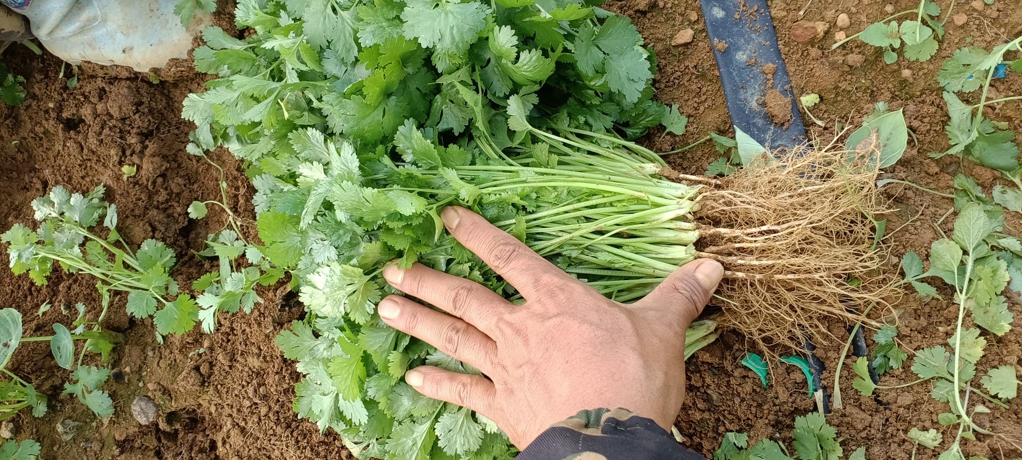 展示香菜根在锅中与其他食材一同翻炒的画面,背景为厨房环境 香菜根烹饪示意图