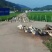高山稻田土鸭蛋