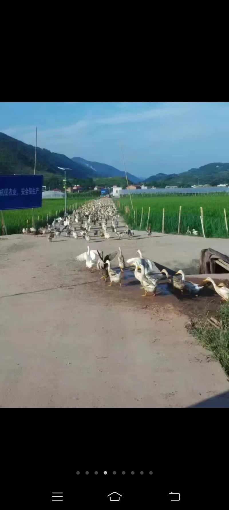 高山稻田土鸭蛋