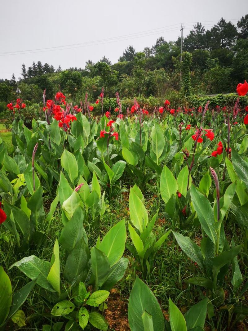 美人蕉水仙花，八仙花草皮刚竹，