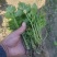 法国皇后精品芹菜苗成活率高