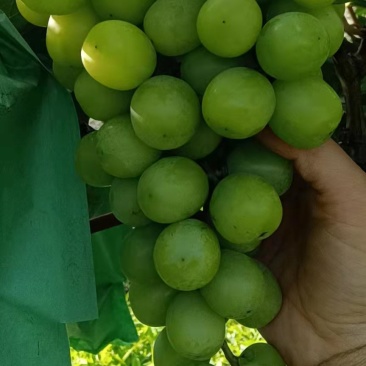 陕西礼泉精品阳光玫瑰颗粒饱满质量保证欢迎来电咨询
