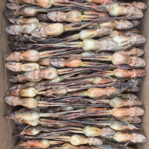 批发保真长白山林蛙油，线油，块油，干只各种规格