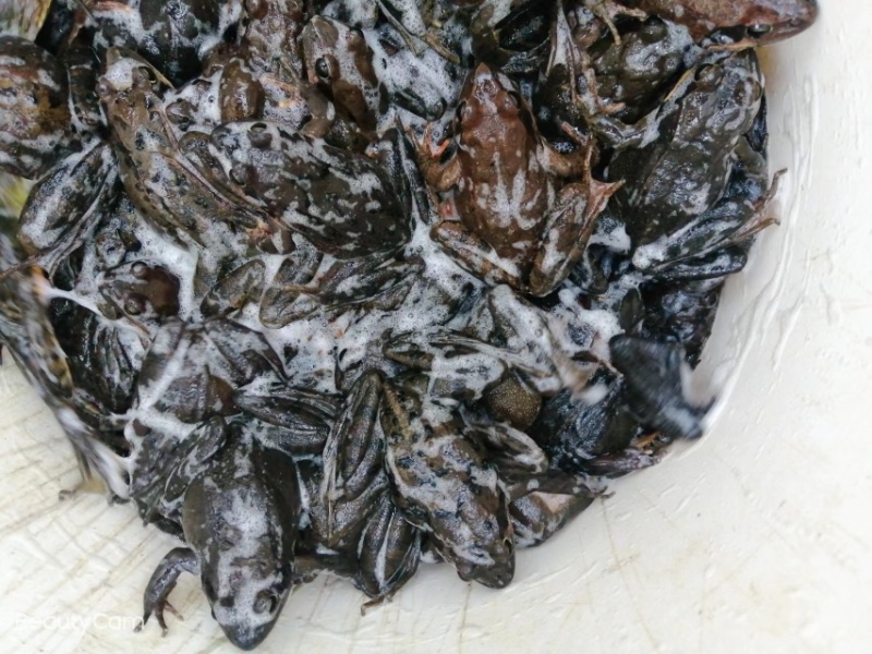 批发保真长白山林蛙油，线油，块油，干只各种规格