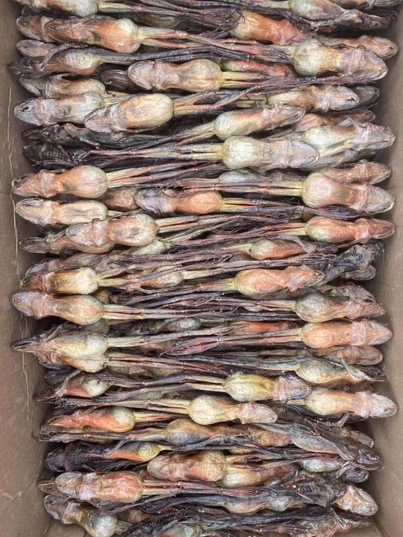 批发保真长白山林蛙油，线油，块油，干只各种规格