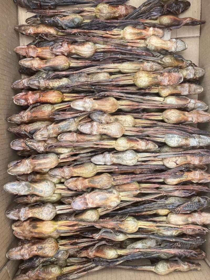 批发保真长白山林蛙油，线油，块油，干只各种规格