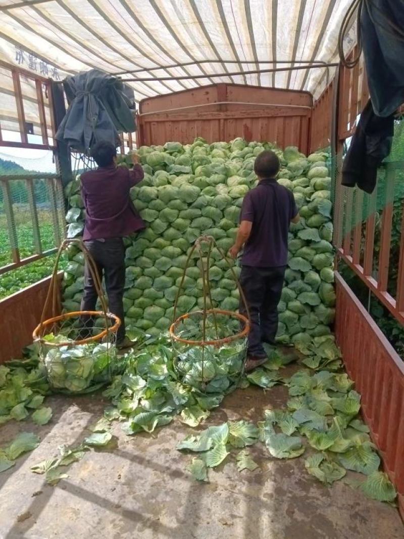 湖北甘蓝寒胜奥奇娜大量有货量大从优诚信经营