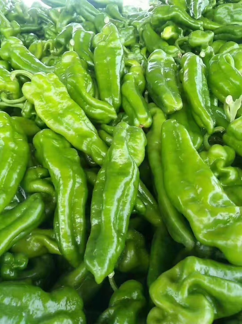 【精品】南通薄皮上市，需要的老板联系，产地直供