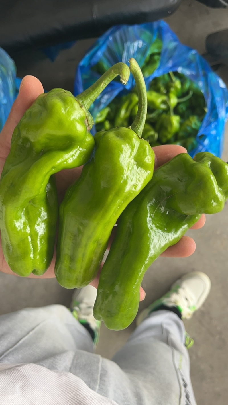 【精品】南通薄皮上市，需要的老板联系，产地直供