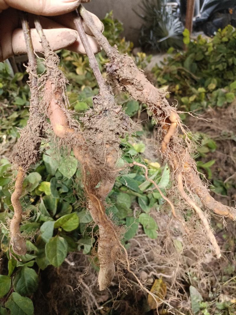 虎杖苗，当年苗，露天育苗，肉虎杖，符合药典要求。