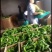 鲜辣椒口感好产地直发陕西螺丝椒专业蔬果代办欢迎联系