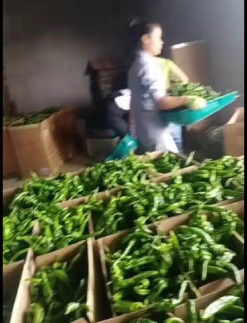 鲜辣椒口感好产地直发陕西螺丝椒专业蔬果代办欢迎联系