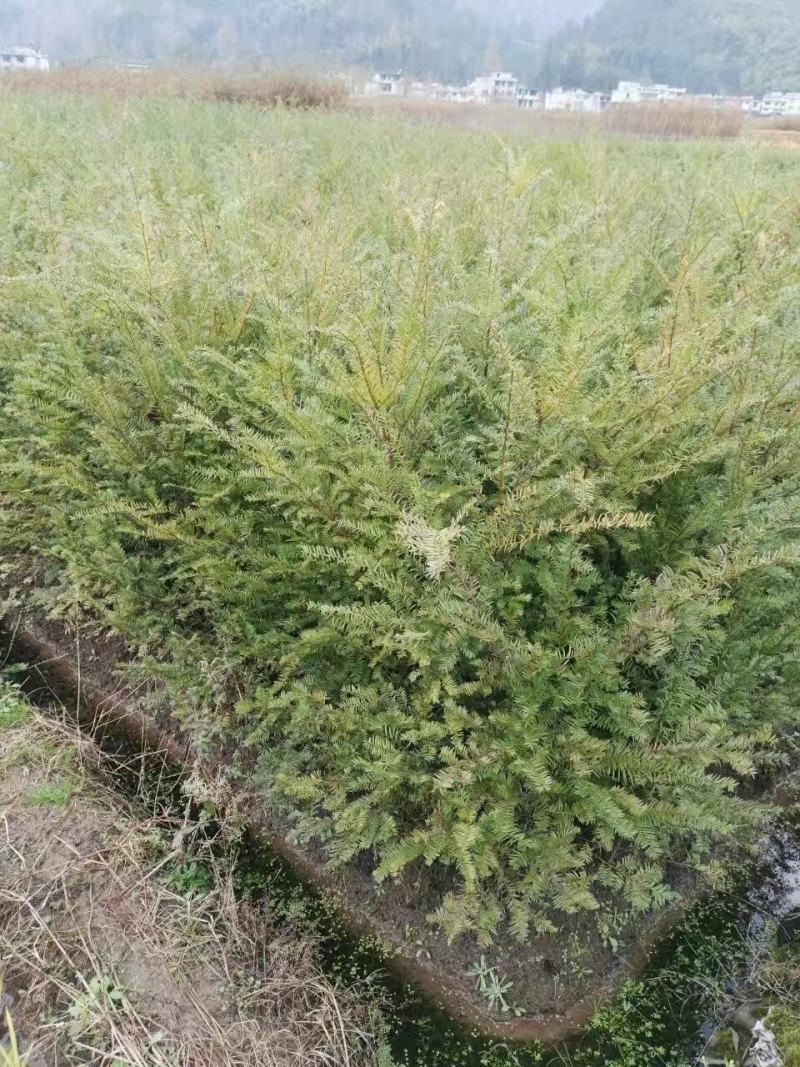 红豆杉树杯苗，贵州红豆杉树，南方红豆杉杯苗