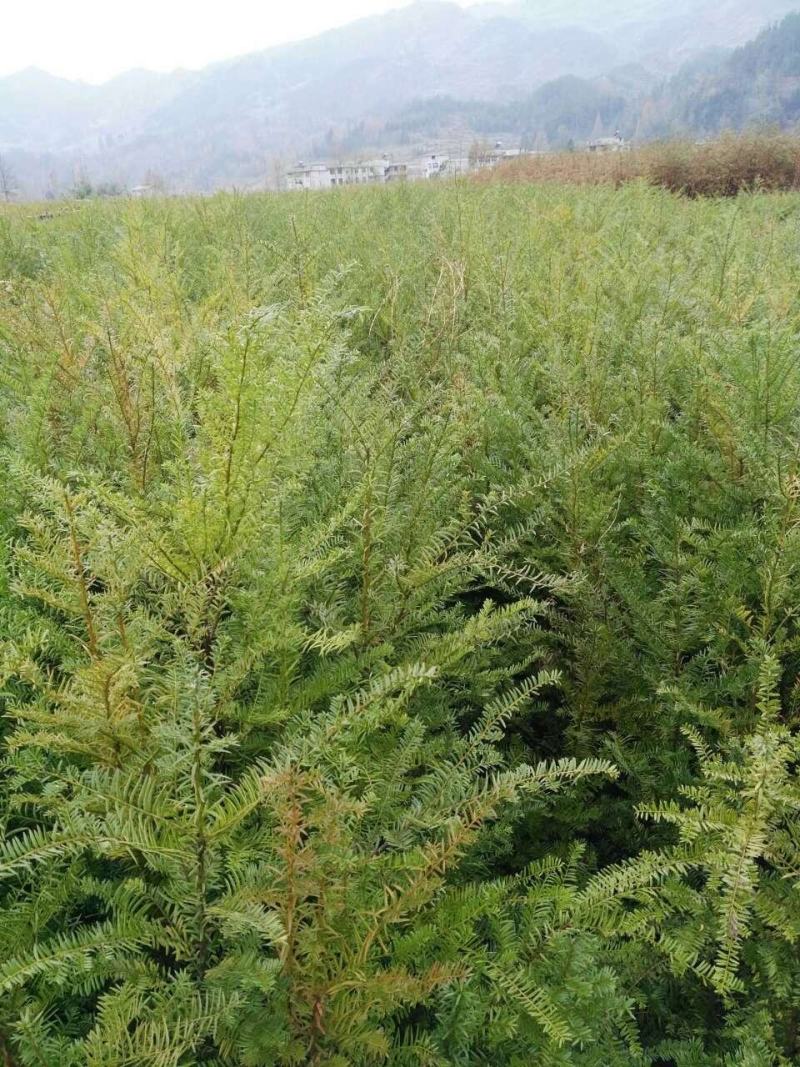 红豆杉树杯苗，贵州红豆杉树，南方红豆杉杯苗