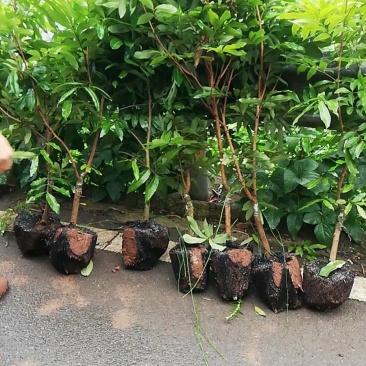 永安荔枝小苗基地批发长宁高县珙县晚熟鸡嘴,桂味带绿妃子笑