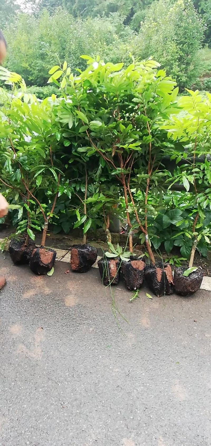 永安荔枝小苗基地批发长宁高县珙县晚熟鸡嘴，桂味带绿妃子笑
