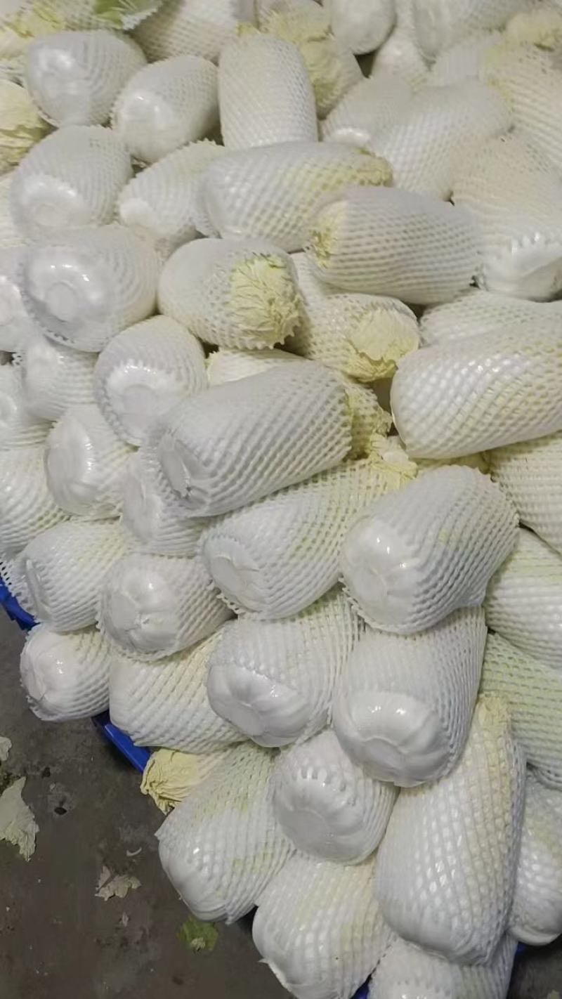 白菜黄心白菜新货现砍河南产区白菜大量上市中