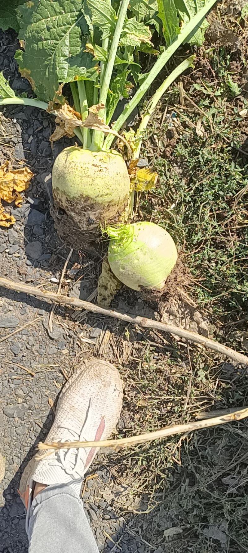 芥菜头芥菜疙瘩日本光头芥菜无烂果无黑心无虫对接批发咸菜厂