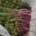 红菜苔，湖北优质精品红菜苔量大价格优惠大量上市