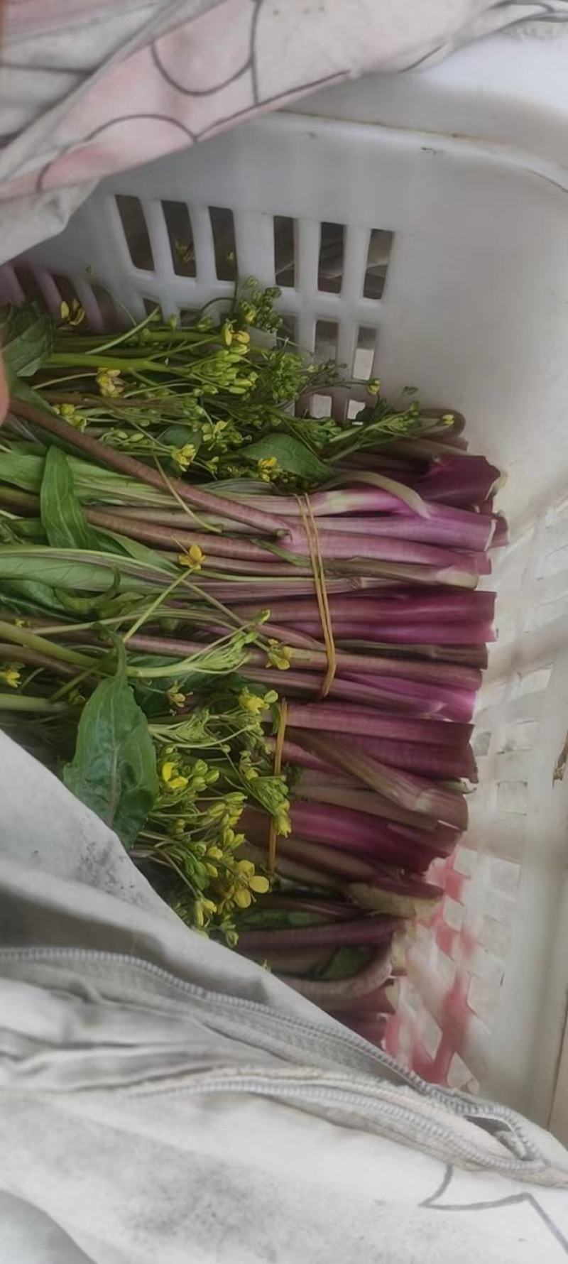 红菜苔，湖北优质精品红菜苔量大价格优惠大量上市