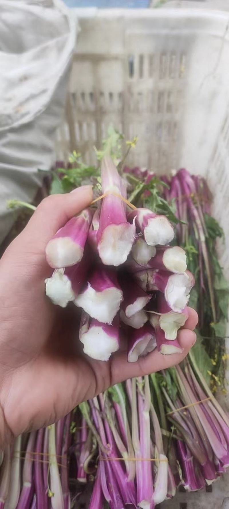 红菜苔，湖北优质精品红菜苔量大价格优惠大量上市