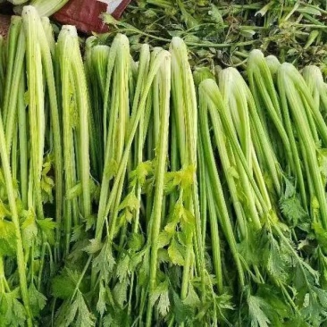 精品芹菜产地直供，一手货源对接电商，超市及市场等