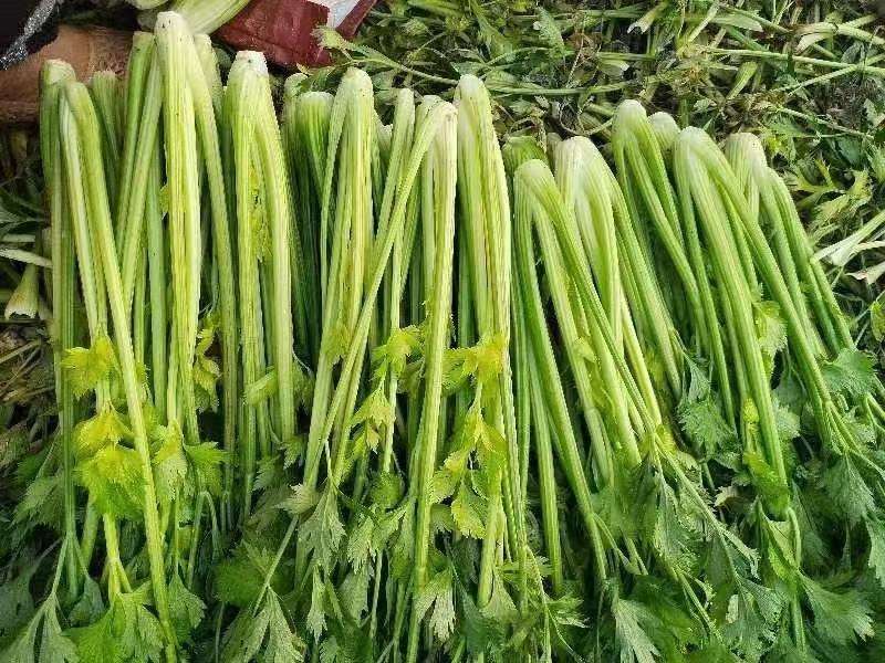 精品芹菜产地直供，一手货源对接电商，超市及市场等