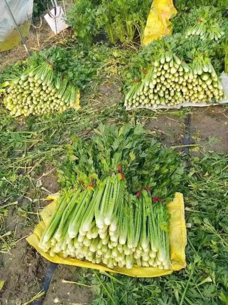 精品芹菜产地直供，一手货源对接电商，超市及市场等