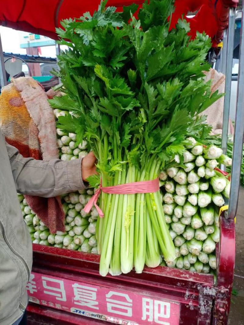 精品芹菜产地直供，一手货源对接电商，超市及市场等