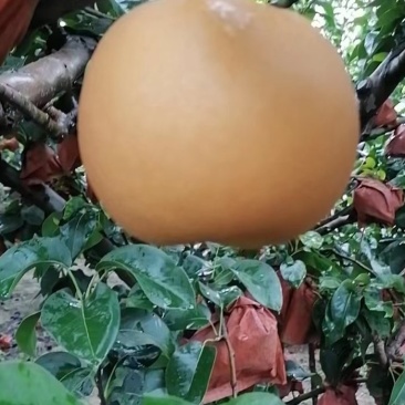 晚秋黄梨