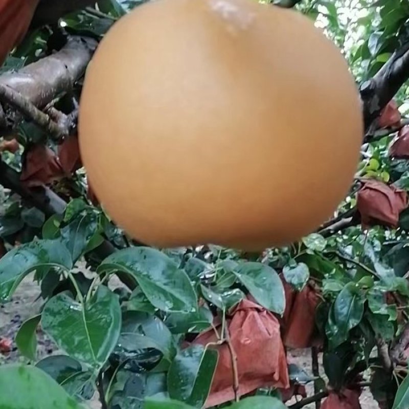 晚秋黄梨