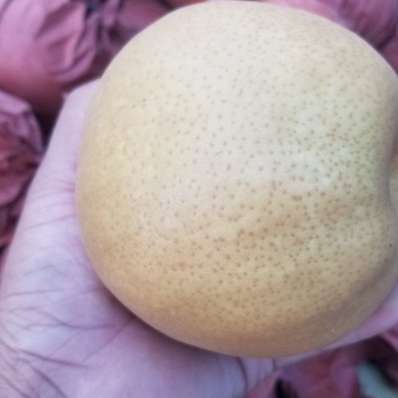 晚秋黄梨