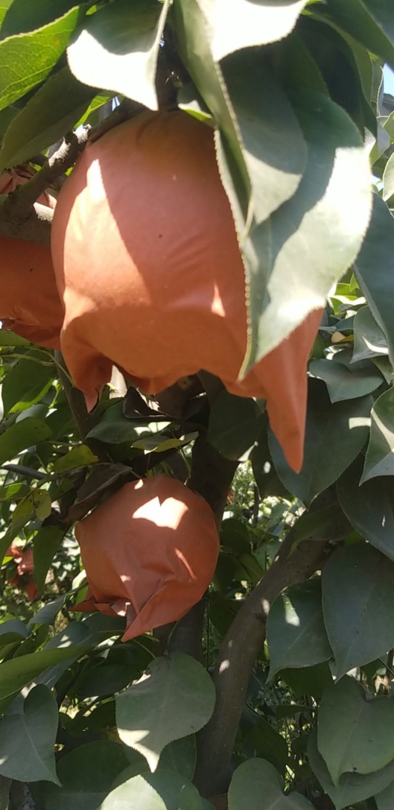 晚秋黄梨