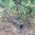 35元一颗随便挑粗5公分以上，黑松盆景，地栽10年