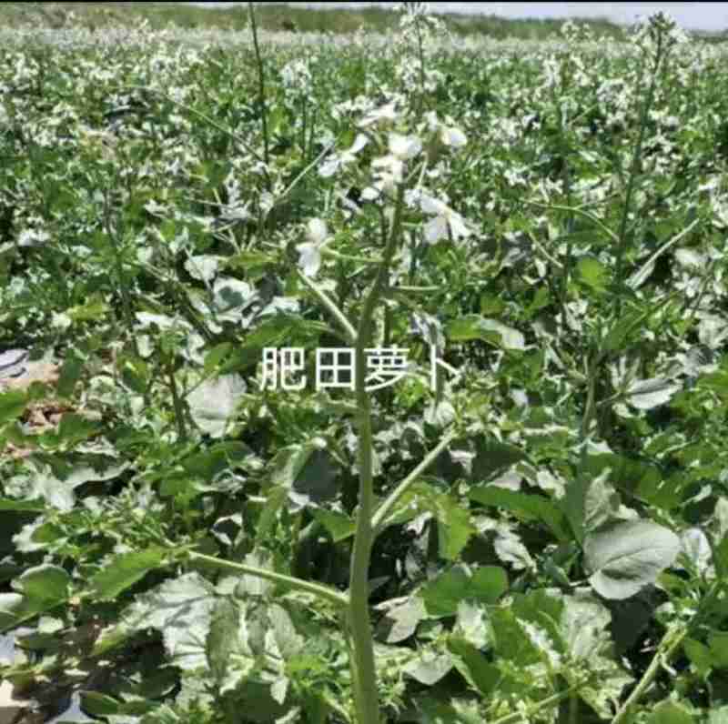 肥田萝卜种子肥田萝卜种籽秋冬绿肥紫云英毛苕白三叶苜蓿绿肥