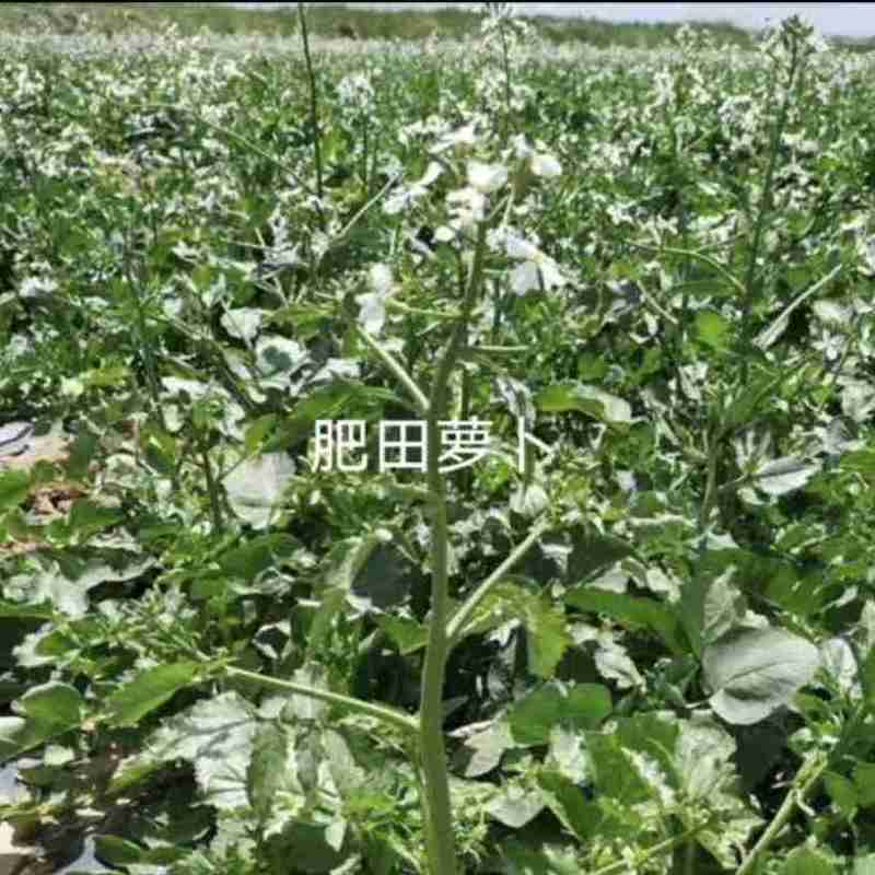 肥田萝卜种子肥田萝卜种籽秋冬绿肥紫云英毛苕白三叶苜蓿绿肥
