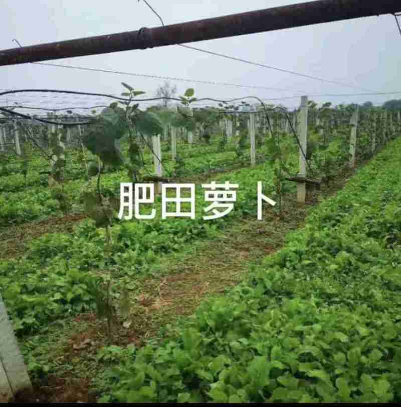 肥田萝卜种子肥田萝卜种籽秋冬绿肥紫云英毛苕白三叶苜蓿绿肥