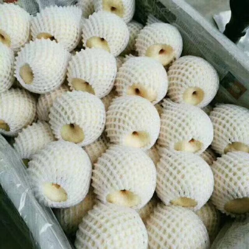 精品陕西酥梨大量上市，产地一手货源直供！个大皮薄，口感佳